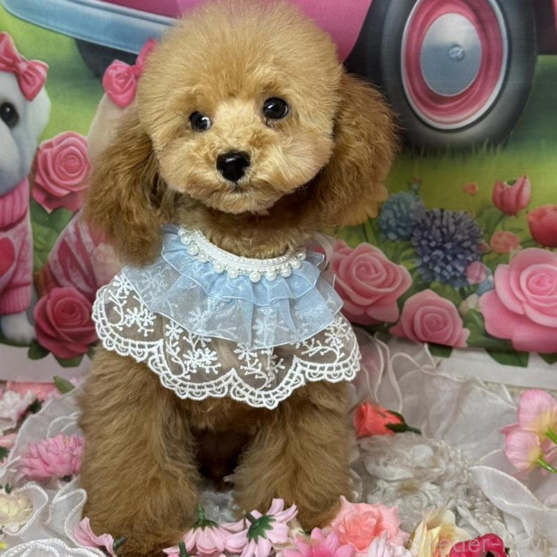 販売中の広島県のトイプードル-424405の4枚目