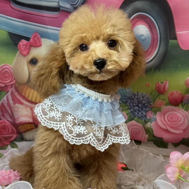 販売中の広島県のトイプードル-424405の3枚目