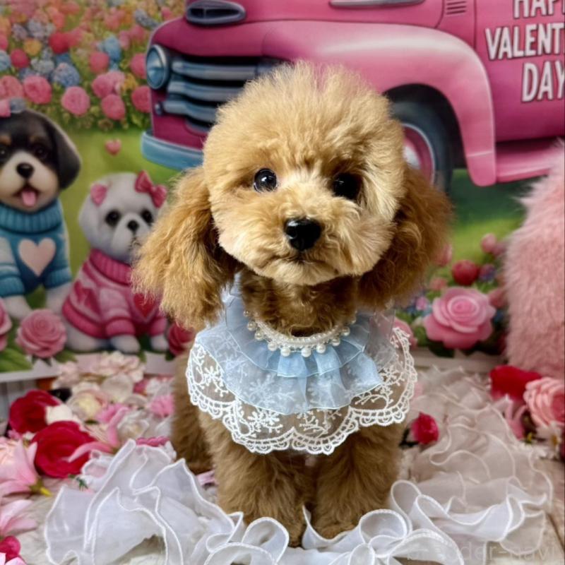 販売中の広島県のトイプードル-424405の2枚目