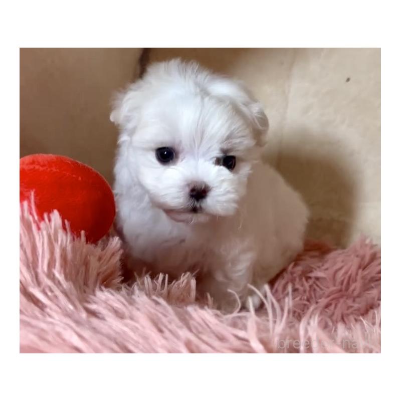 成約済の岩手県のマルチーズ-439848の3枚目