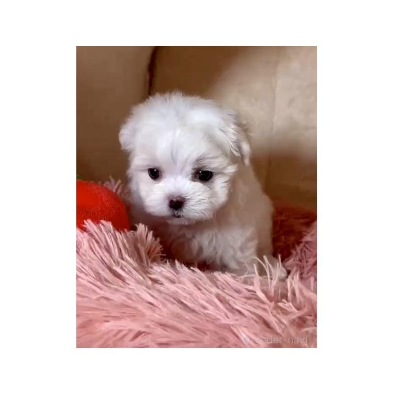 成約済の岩手県のマルチーズ-439848の2枚目