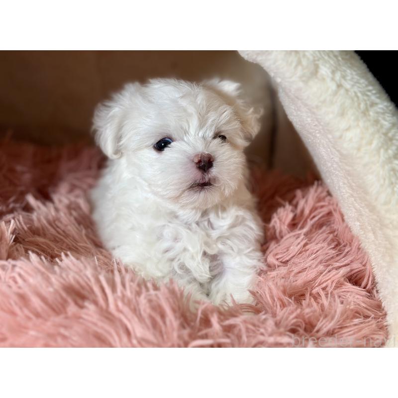 商談中の岩手県のマルチーズ-440071の9枚目