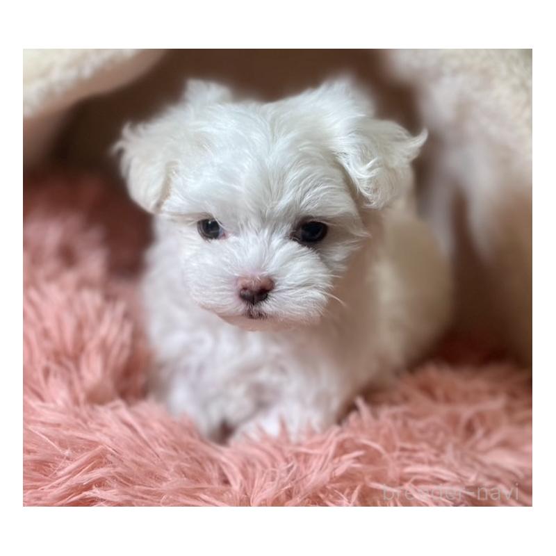 商談中の岩手県のマルチーズ-440071の8枚目