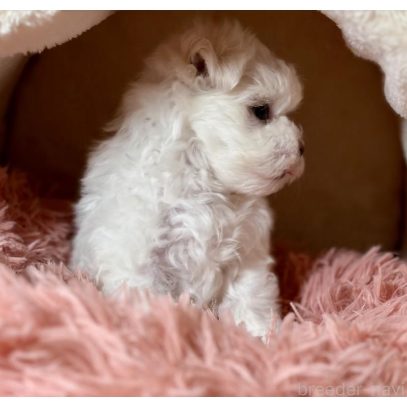 商談中の岩手県のマルチーズ-440071の7枚目