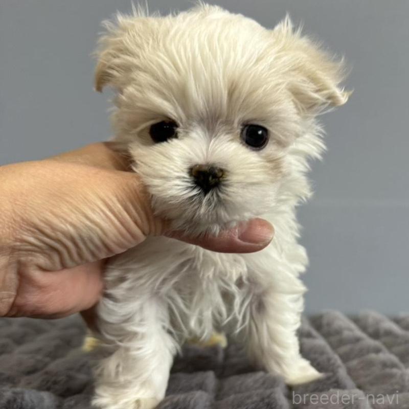 販売中の徳島県のマルチーズ-444127