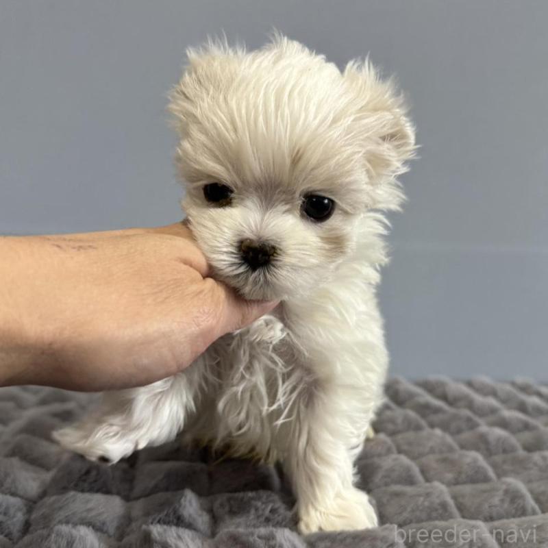 販売中の徳島県のマルチーズ-444127の7枚目