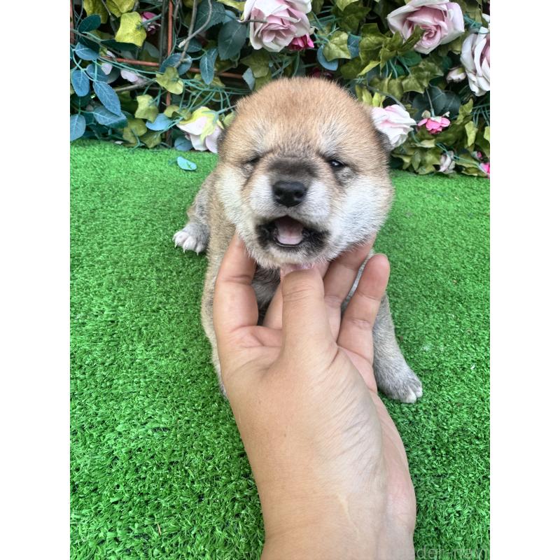 販売中の茨城県の柴犬-444126の4枚目