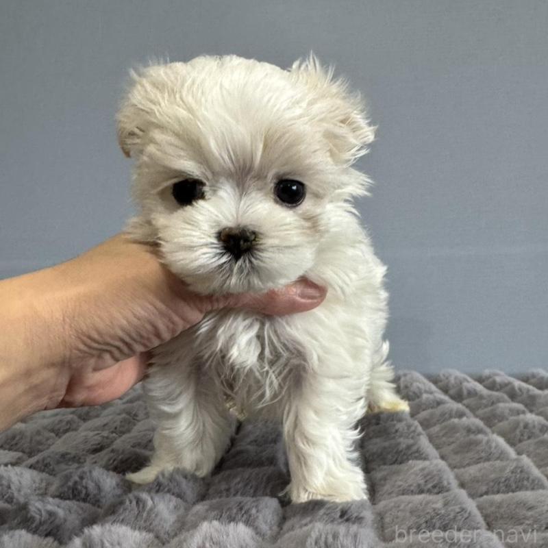 販売中の徳島県のマルチーズ-444127の5枚目