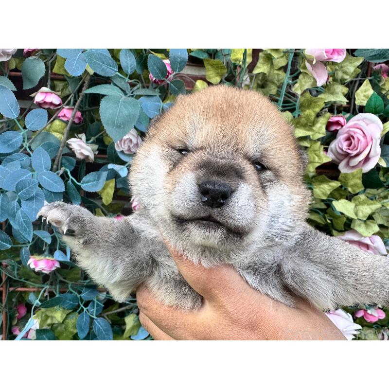 販売中の茨城県の柴犬-444126の3枚目