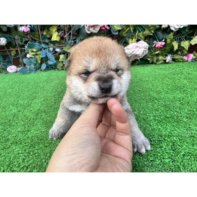 販売中の茨城県の柴犬-444126の2枚目