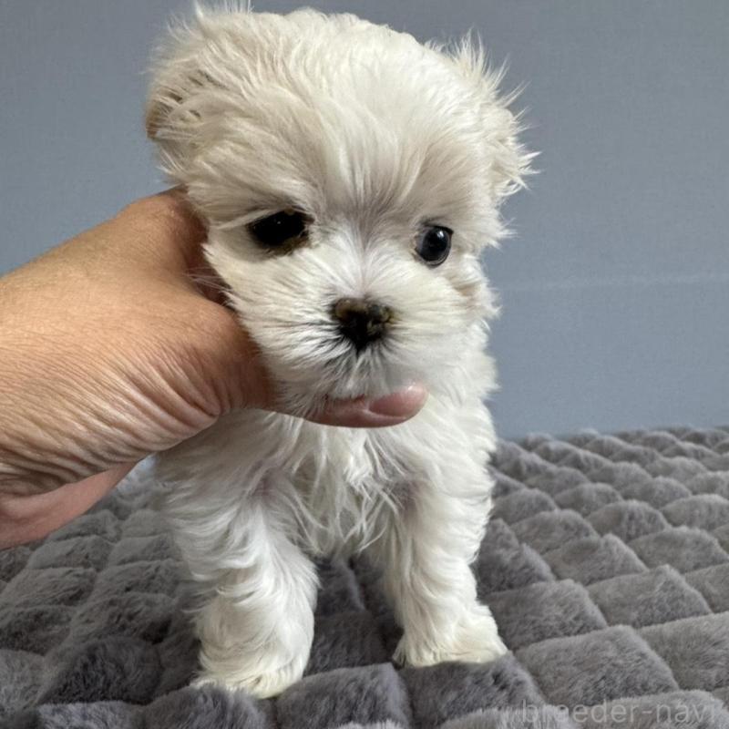 販売中の徳島県のマルチーズ-444127の4枚目