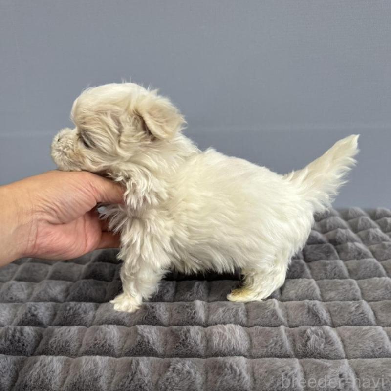 販売中の徳島県のマルチーズ-444127の2枚目