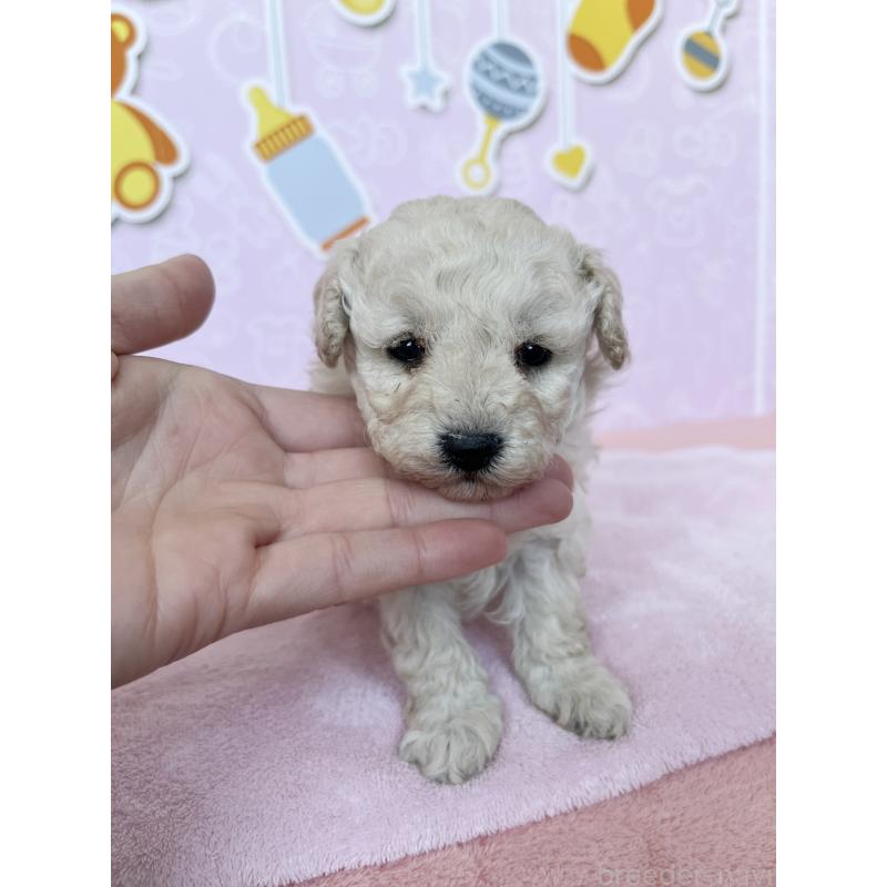 販売中の東京都のトイプードル-444137の6枚目