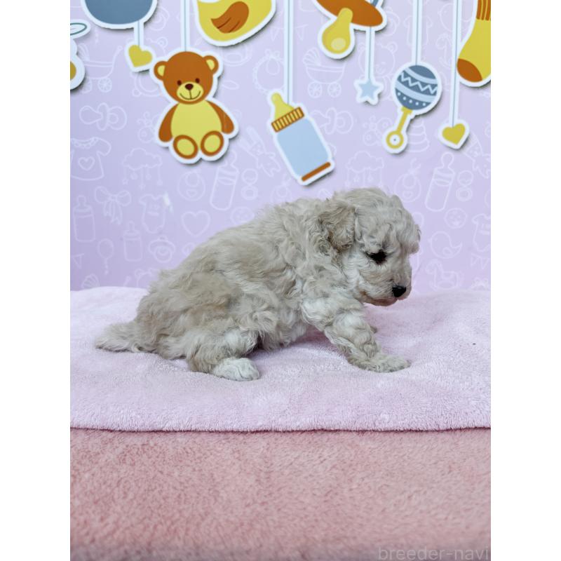 販売中の東京都のトイプードル-444137の4枚目