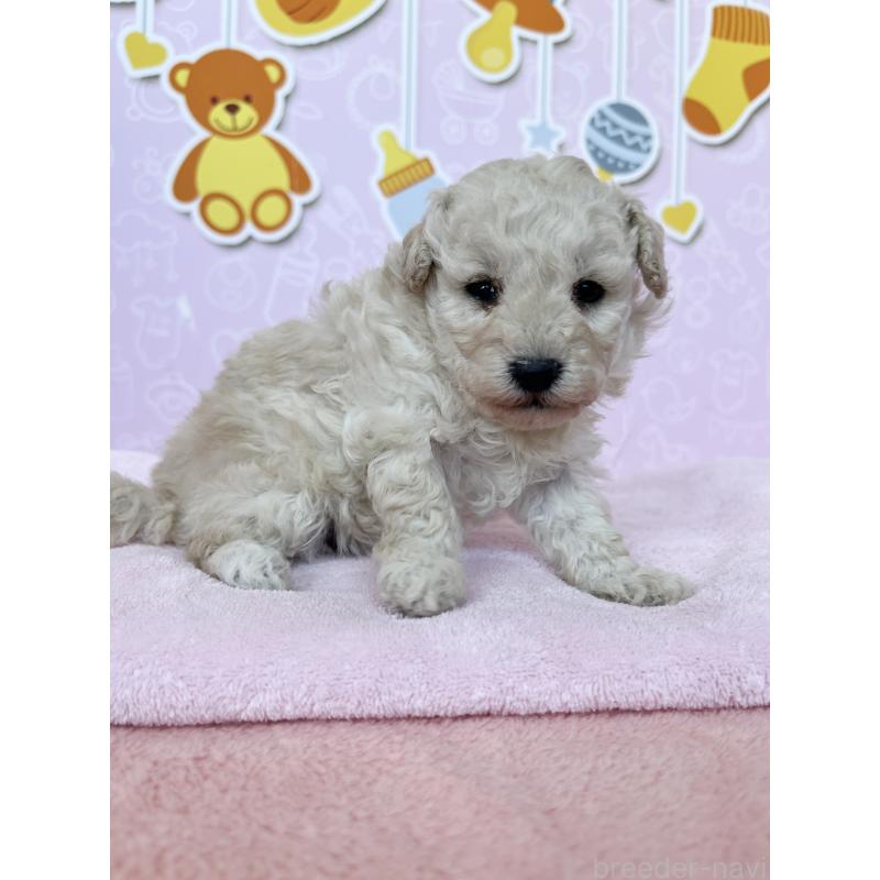 販売中の東京都のトイプードル-444137の2枚目