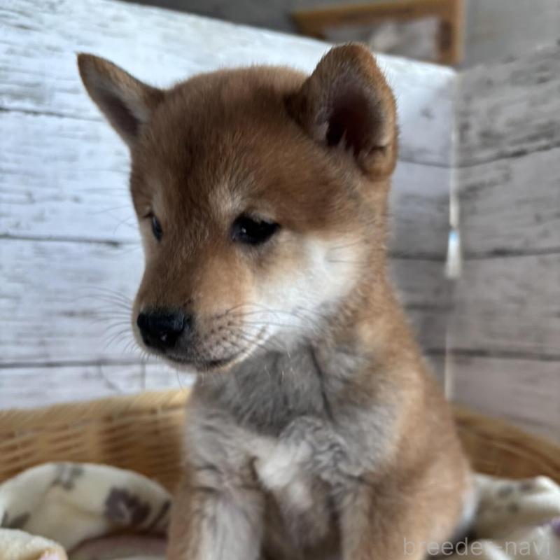 販売中の静岡県の豆柴-444128の13枚目