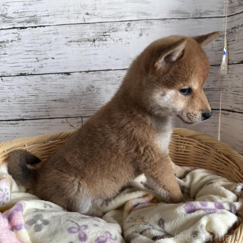 販売中の静岡県の豆柴-444128の9枚目