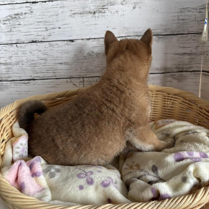 販売中の静岡県の豆柴-444128の8枚目