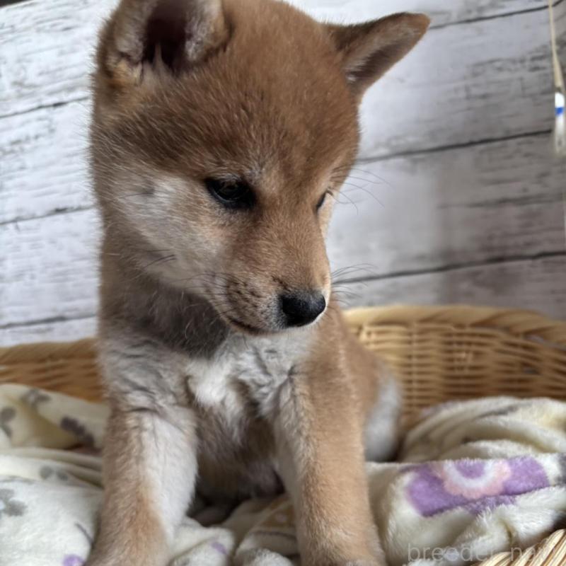 販売中の静岡県の豆柴-444128の7枚目