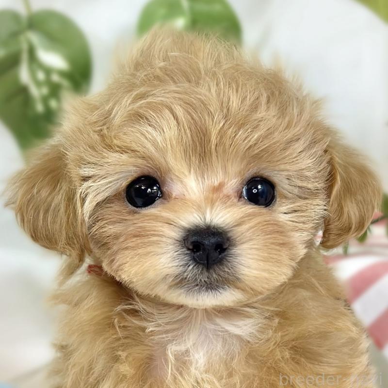 販売中の滋賀県のマルプー:マルチーズ×トイプードル-442654