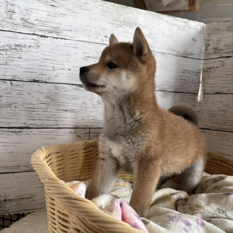 販売中の静岡県の豆柴-444128の6枚目