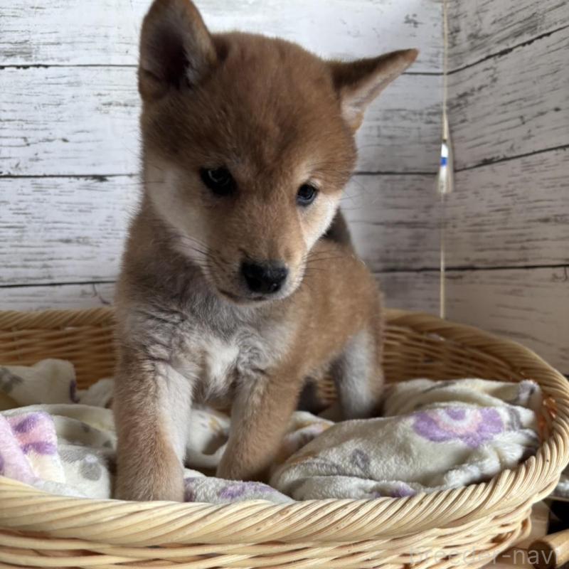 販売中の静岡県の豆柴-444128の5枚目