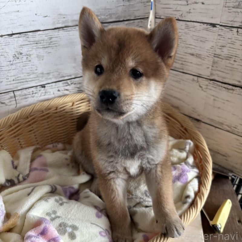 販売中の静岡県の豆柴-444128の1枚目