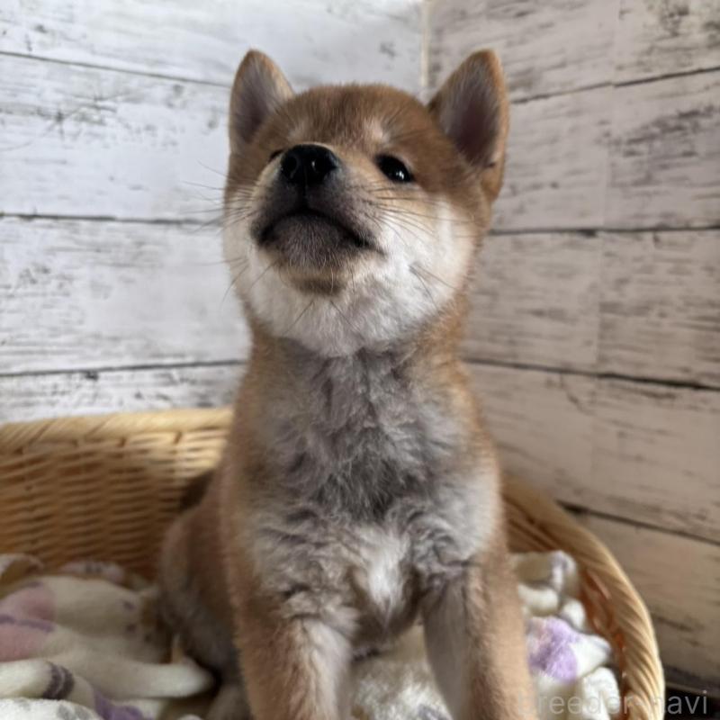 販売中の静岡県の豆柴-444128の4枚目