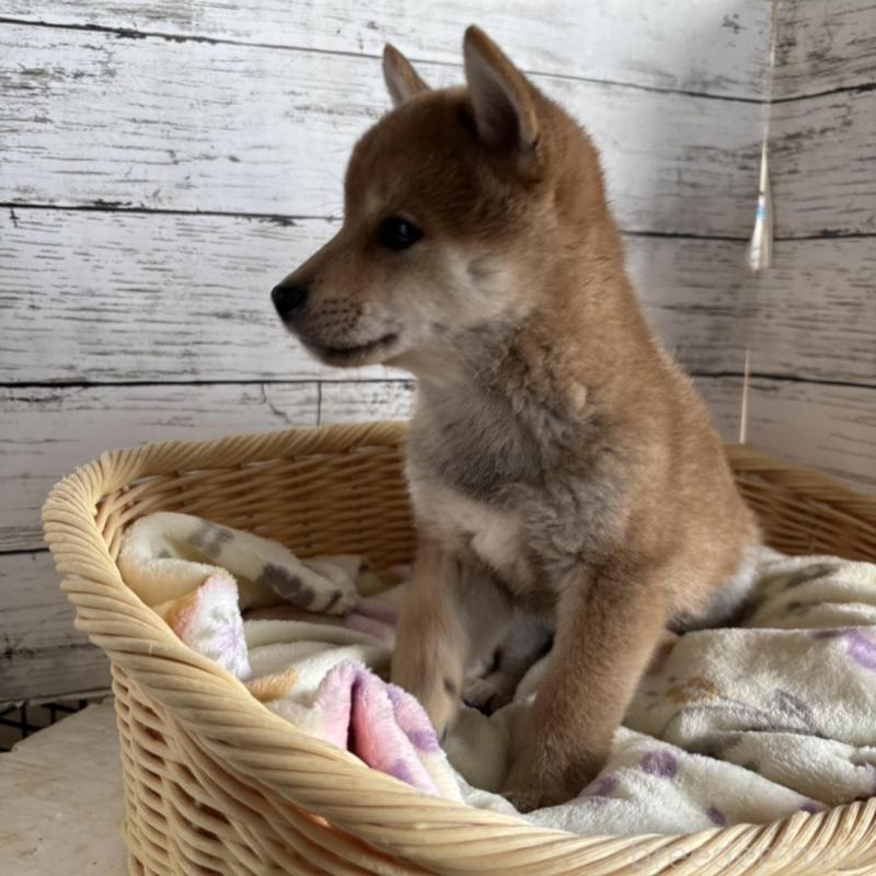 販売中の静岡県の豆柴-444128の3枚目