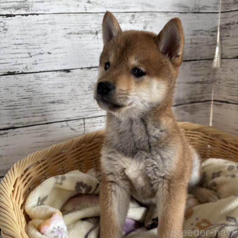 販売中の静岡県の豆柴-444128の2枚目