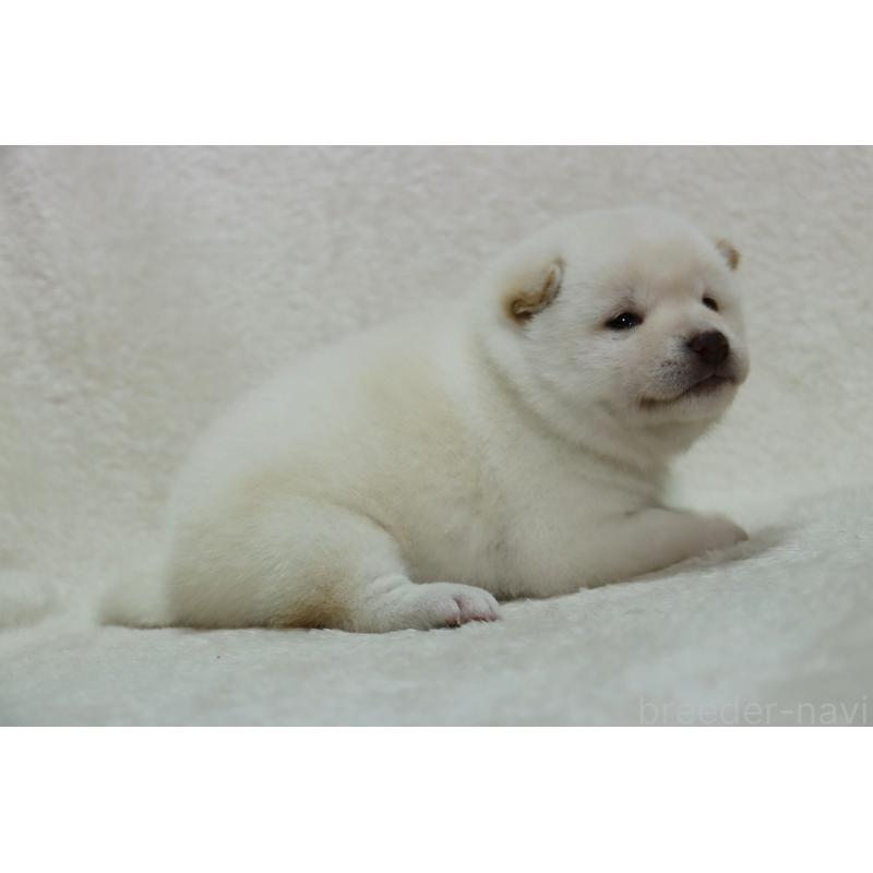 販売中の滋賀県の柴犬-444129の7枚目