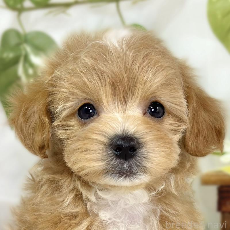 販売中の滋賀県のマルプー:マルチーズ×トイプードル-442656