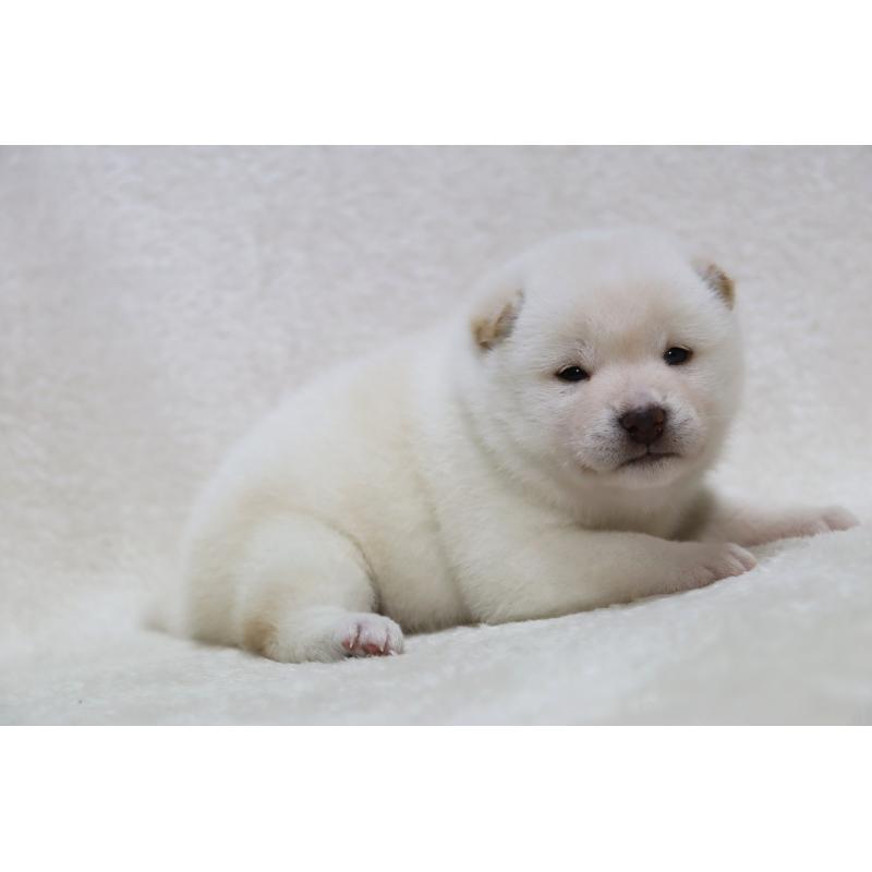 販売中の滋賀県の柴犬-444129の6枚目