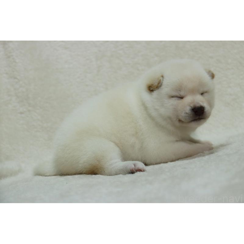 販売中の滋賀県の柴犬-444129の5枚目