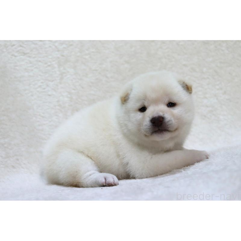 販売中の滋賀県の柴犬-444129の4枚目