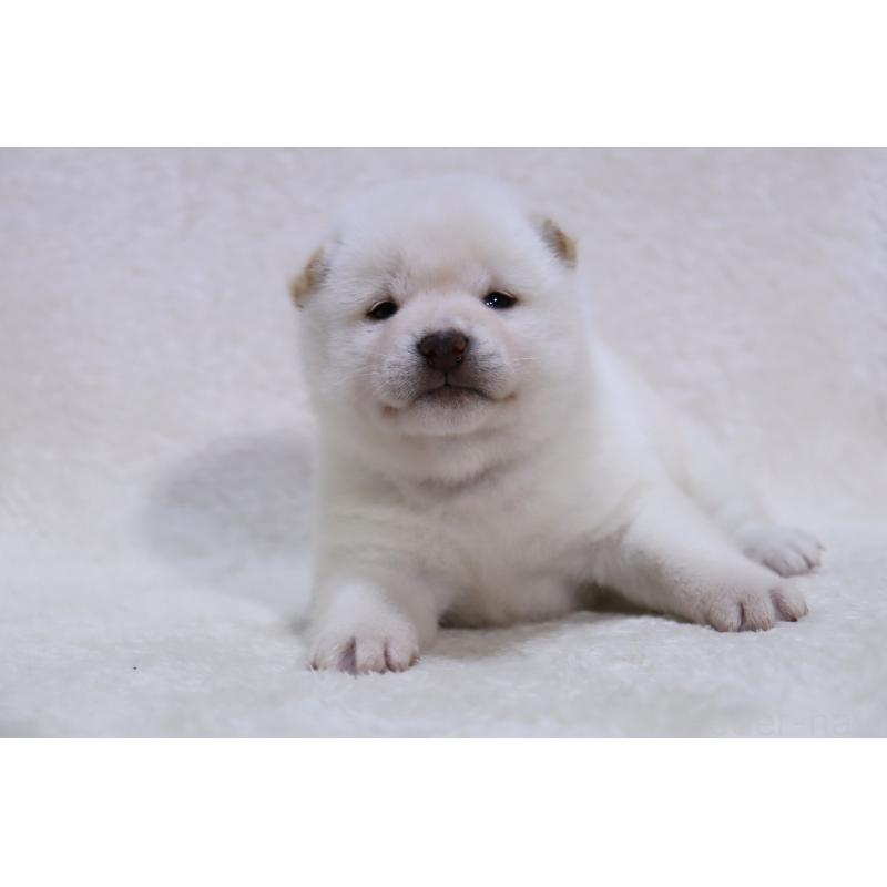 販売中の滋賀県の柴犬-444129の2枚目