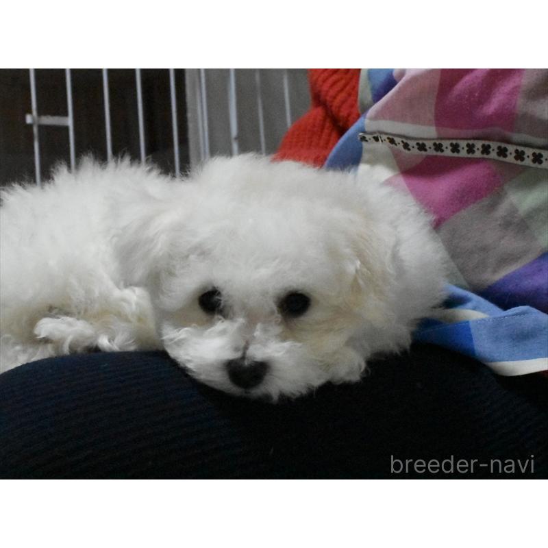 販売中の愛知県のビションフリーゼ-434964の8枚目