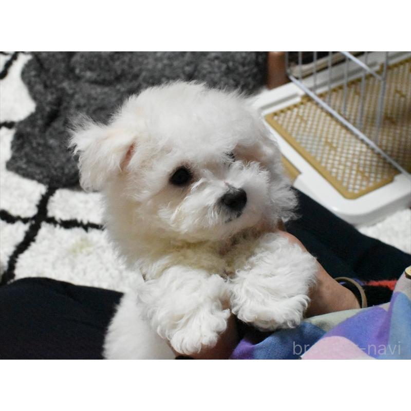 販売中の愛知県のビションフリーゼ-434964の7枚目