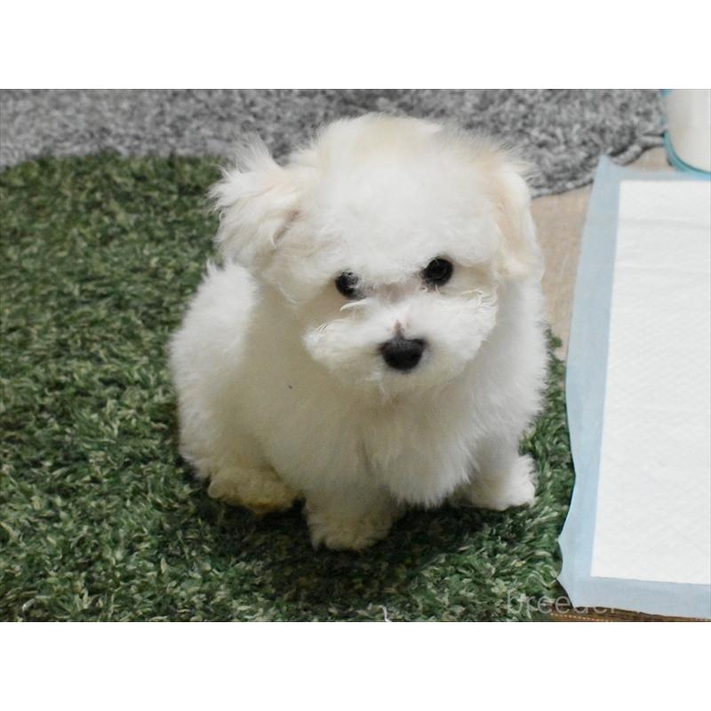 販売中の愛知県のビションフリーゼ-434964の6枚目