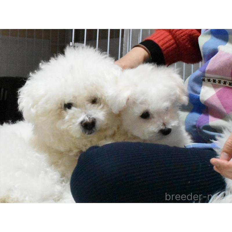 販売中の愛知県のビションフリーゼ-434964の5枚目