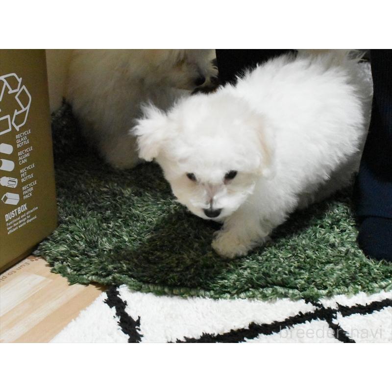 販売中の愛知県のビションフリーゼ-434964の3枚目