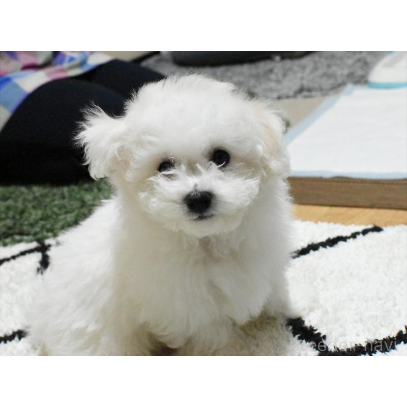 販売中の愛知県のビションフリーゼ-434964の2枚目