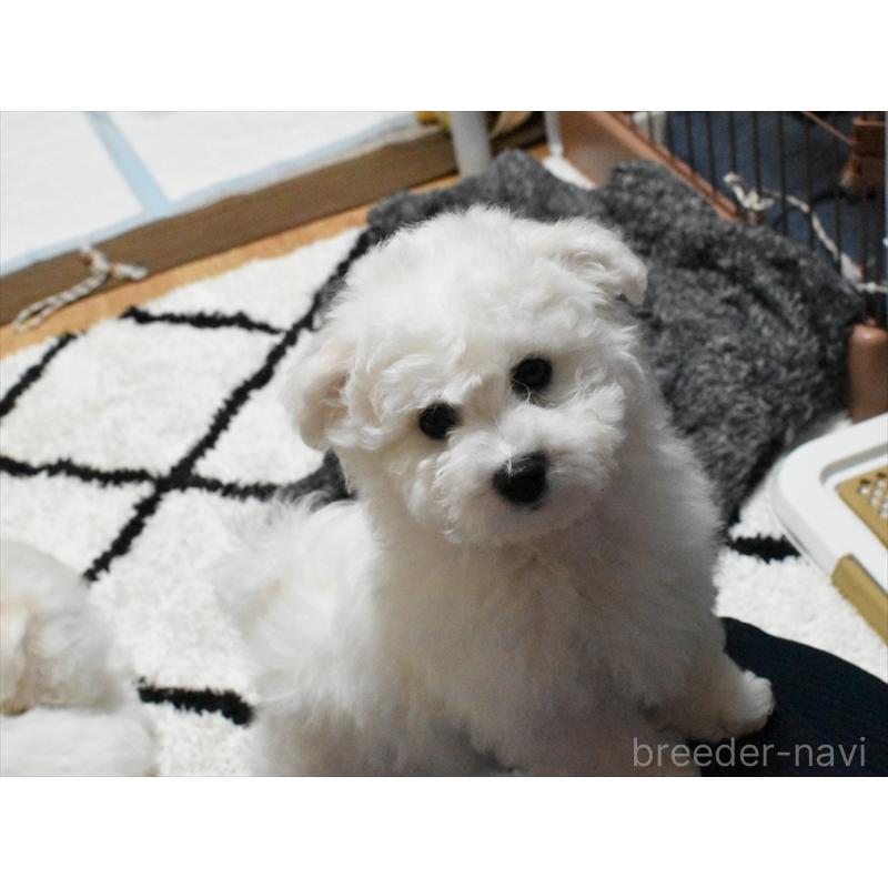 販売中の愛知県のビションフリーゼ-434960の10枚目