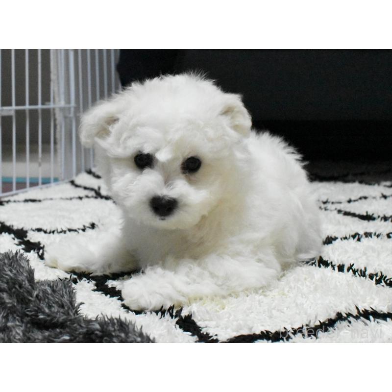 販売中の愛知県のビションフリーゼ-434960の9枚目