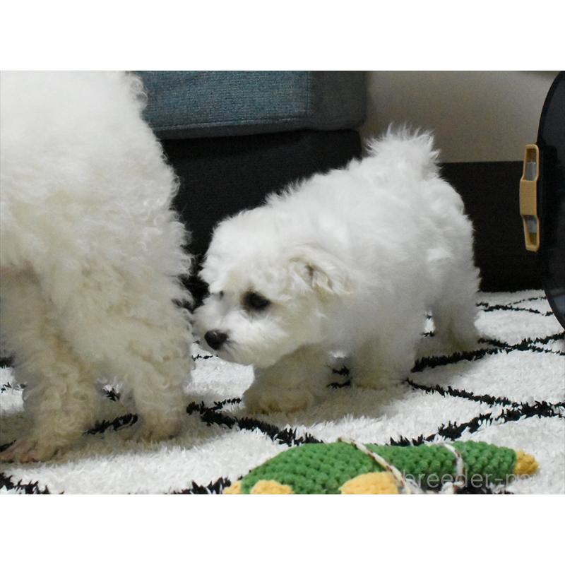 販売中の愛知県のビションフリーゼ-434960の8枚目