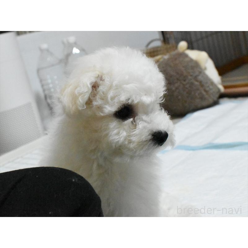 販売中の愛知県のビションフリーゼ-434960の5枚目