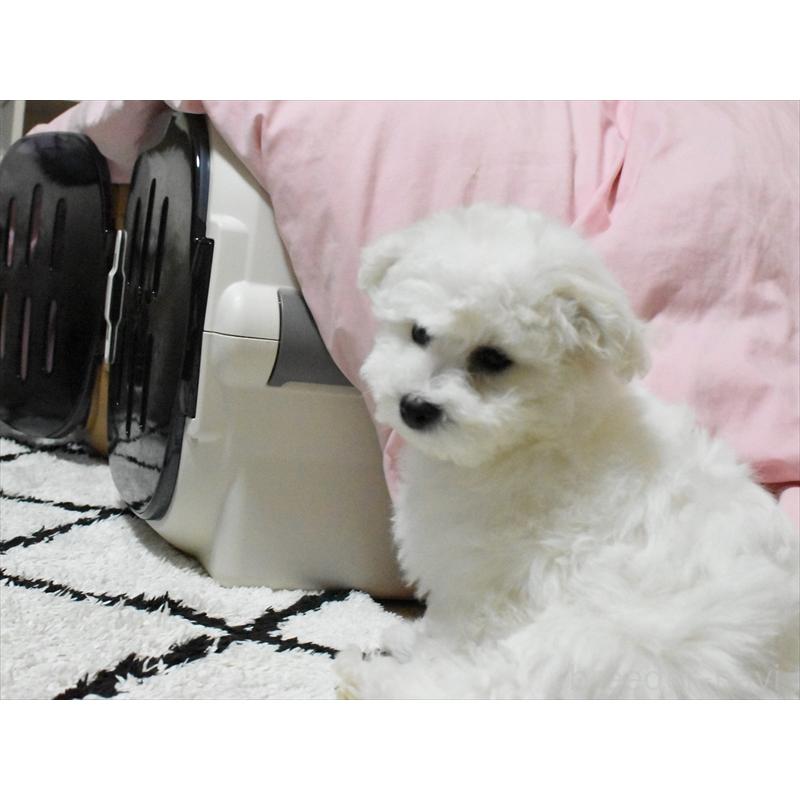 販売中の愛知県のビションフリーゼ-434960の4枚目