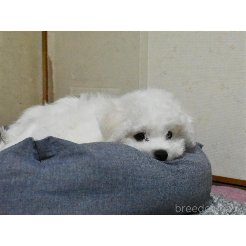 販売中の愛知県のビションフリーゼ-434960の3枚目