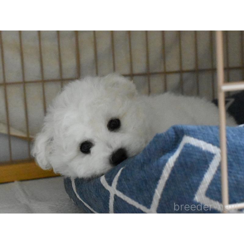 販売中の愛知県のビションフリーゼ-434960の2枚目