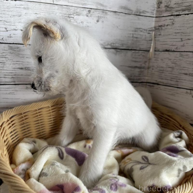 販売中の静岡県のミックス犬-444130の8枚目